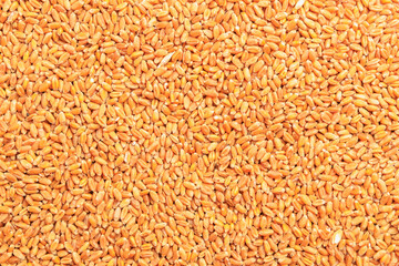 Wheat grain background. Concept of grain deal and world food security. Texture
