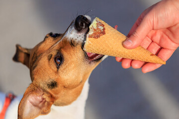 Cute Jack Russell Terrier dog eats ice cream, close-up. Pet portrait with selective focus and copy...