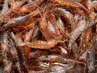 freshly caught Galician shrimp or common prawn (Palaemon serratus) - highly valued seafood from northern Spain