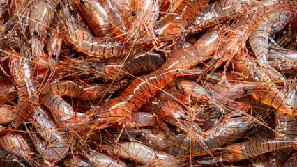 freshly caught Galician shrimp or common prawn (Palaemon serratus) - highly valued seafood from northern Spain