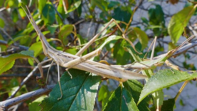 Predatory bush cricket (Saga pedo, small male) copulating in opposition to scientific opinion about parthenogenetic reproduction (only females exist and they breed by themselves)