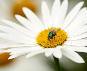 Fototapeta premium Common green bottle fly pollinating a white daisy flower. Closeup of one blowfly feeding off nectar from a yellow pistil center on a plant. Macro of a lucilia sericata insect and bug in an ecosystem