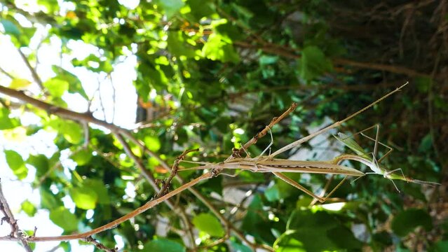 Predatory bush cricket (Saga pedo, small male) copulating in opposition to scientific opinion about parthenogenetic reproduction (only females exist and they breed by themselves)