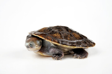Obraz premium Krefft's turtle, Murray River turtle // Breitrand-Spitzkopfschildkröte, Krefft´s Spitzkopfschildkröte (Emydura macquarii krefftii / Emydura krefftii)