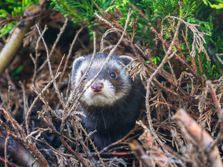 Close up of a Polecat