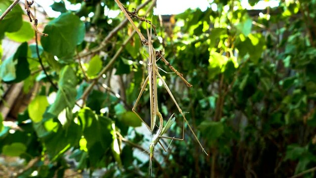Predatory bush cricket (Saga pedo, small male) copulating in opposition to scientific opinion about parthenogenetic reproduction (only females exist and they breed by themselves)