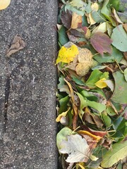 Gros plan d'une limite entre le trottoir et la rue, dont une moitié couverte de feuilles mortes,...