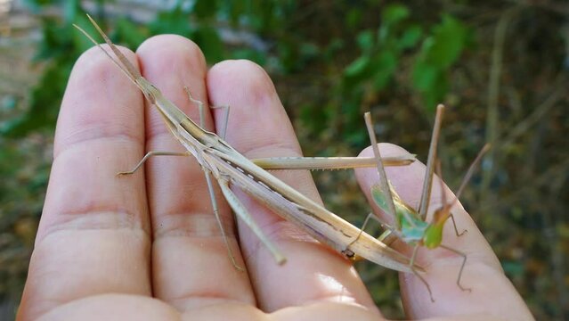 Predatory bush cricket (Saga pedo, small male) copulating in opposition to scientific opinion about parthenogenetic reproduction (only females exist and they breed by themselves)