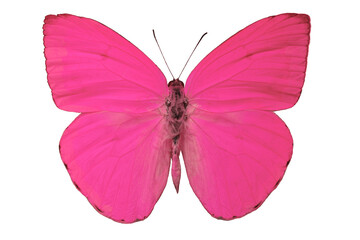 Phebis Argante butterfly on a white background.