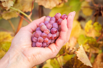 Traminer grape at soft blur background of golden autumn leaves, closeup. Mature pink cluster on the Gewürztraminer grape in a woman hand, harvest season on a vineyard. - 671502691