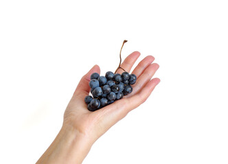 Merlot grape in a hand isolated on white background, closeup view. Bunch on a black grape in a woman palm for your conceptual design of wine making in a modern minimal style.