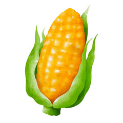 corn isolated