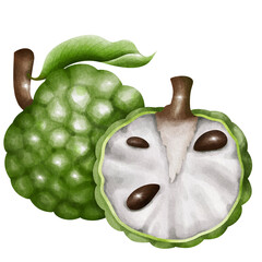 custard apple isolated