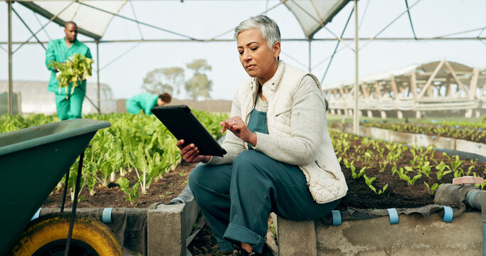 Woman, tablet and greenhouse plants, farming and gardening for agriculture, green product or agro business. Senior manager or farmer typing data, digital checklist and vegetables or growth inspection - Powered by Adobe