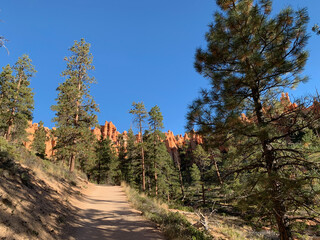 Arbres à Bryce Canyon aux Etats-Unis