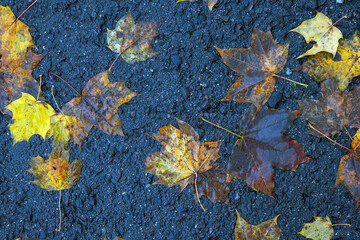 autumn leaves on the ground