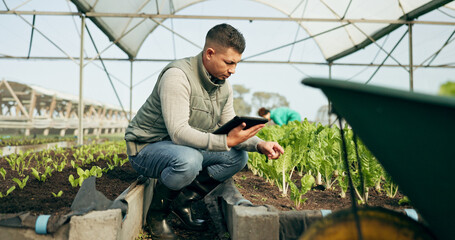 Tablet, research and a man in a farm greenhouse for growth, sustainability or plants agriculture. Technology, innovation and agribusiness with a farmer tracking crops in season for eco science