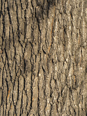 Obraz premium Bark texture and background of a old tree trunk. Detailed bark texture.