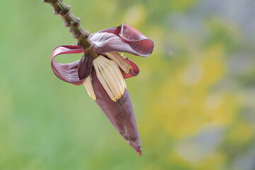 The beauty of wild banana flowers. This plant has the scientific name Musa paradisiaca.