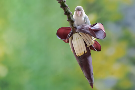 A lovebird is eating banana flowers that grow wild. This bird which is used as a symbol of true love has the scientific name Agapornis fischeri.
