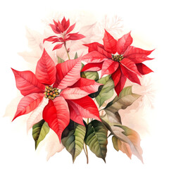 Hand painted watercolor illustration of a red poinsettia branch on a white background