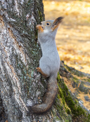 The squirrel with nut sits on tree in the autumn. Eurasian red squirrel, Sciurus vulgaris.