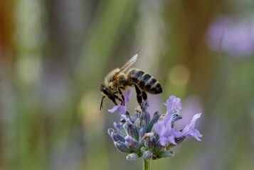 Close up macro shot of a bee looting a flower in nature with selective focus and selective blur