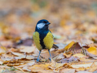 Great tit sitting on ground in late autumn. Cute bright songbird. Bird in wildlife.