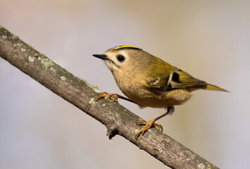 Goldcrest, Regulus regulus. A bird sitting on a tree branch on a beautiful background