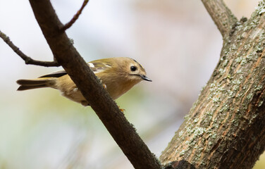 Goldcrest, Regulus regulus. Autumn morning. A bird sits on a tree branch