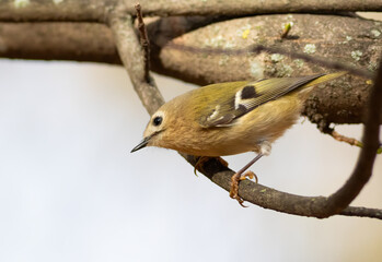 Goldcrest, Regulus regulus. Autumn morning. A bird sits on a tree branch