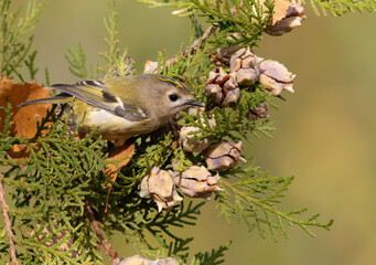 Goldcrest, Regulus regulus. A bird sits on the branch of a thuja tree