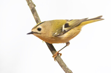 Goldcrest, Regulus regulus. A little bird sits on a branch. White background, cut out, isolated