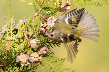 Goldcrest, Regulus regulus. A bird flies from branch to branch in search of food