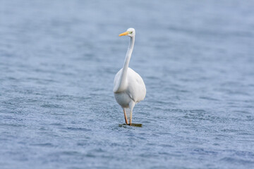 great egret, ardea alba, white heron, adult great egret, juvenile great egret, flying great egret, standing great egret, hunting great egret, flying birds, birds flying, birds soaring, birds gliding, 