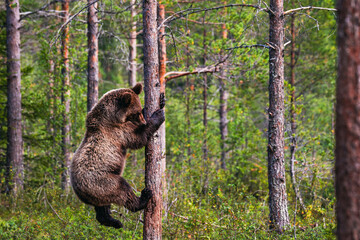 bear in the woods