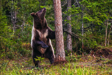brown bear in the woods