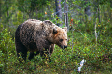 brown bear in the forest