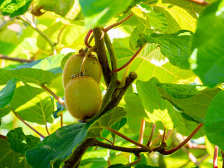 detail of green kiwifruits (Actinidia deliciosa) hanging from a kiwi vine with blurred background
