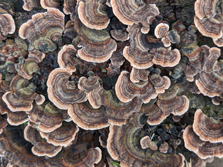 the tree mushroom Trametes versicolor image-filling as a beautiful pattern