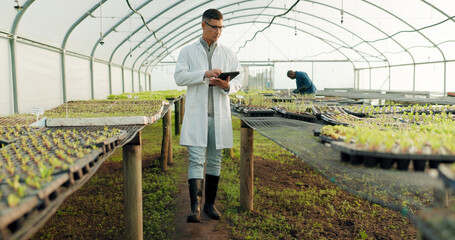 Scientist, tablet and greenhouse inspection of plants, agriculture safety and quality assurance for...