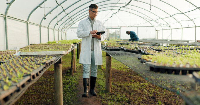Scientist, tablet and greenhouse inspection of plants, agriculture safety and quality assurance for food health. Science, man or farmer with farming food, gardening or vegetables data on digital tech