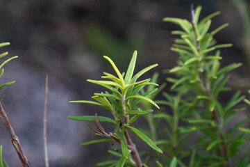 Fresh rosemary organic herb. Rosmarinus officinalis.