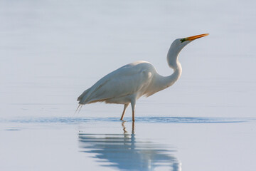 great egret, ardea alba, white heron, adult great egret, juvenile great egret, flying great egret,...