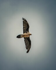 Majestic bird is flying through the sky with its wings spread wide