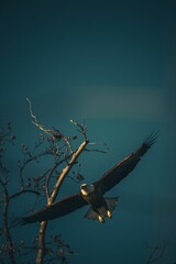 Vertical of a bald eagle soaring near a tree