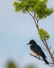 Closeup of an Eastern kingbird perched on a branch