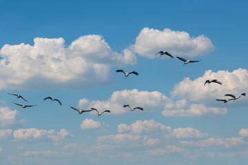 Flock of migrating Grey herons in the sky