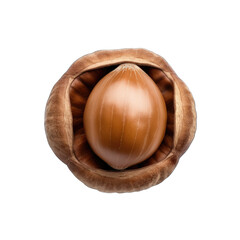 Hazelnut kernel isolated on transparent background