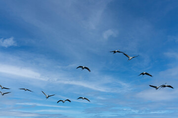Flock of migrating Grey herons in the sky